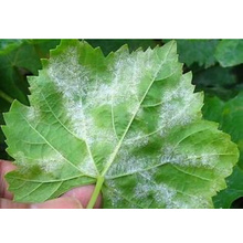 Botanical Pesticide Against Powdery Mildew on Grapes