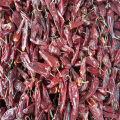 Sementes de pimenta Yidu Chili