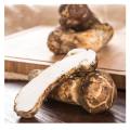 Фабрика Hot Sell Agaricus Tricholoma Matsutake экстракт