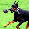 Juguetes de cuerda de perro de servicio pesado