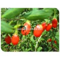 Sementes de Goji berry wolfberry chinês, Lycium chinês para crescer com alta germinação, seca goji