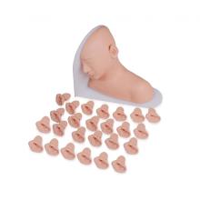 Ear Examination Teaching Model