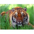 Tier Tiger Malerei für zu Hause dekorative