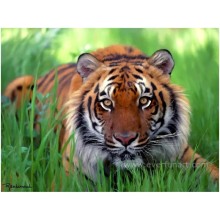 Pintura animal do tigre para decorativo Home