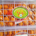 Top Quality of Fresh Honey Baby Mandarin