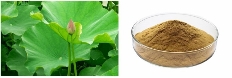 Lotus leaf extract 1_