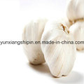 New Crop Fresh Garlic Best Factory Price