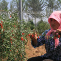 Chinese Superfood Goji-Beeren