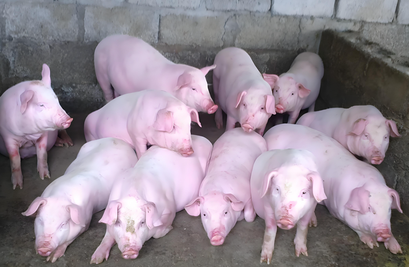 portable ultrasound machine for swine portable ultrasound machine for swine