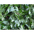 Asiatic Wormwood