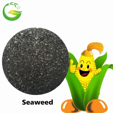 Organische Dünger Liquid Seaweed Plus Bor