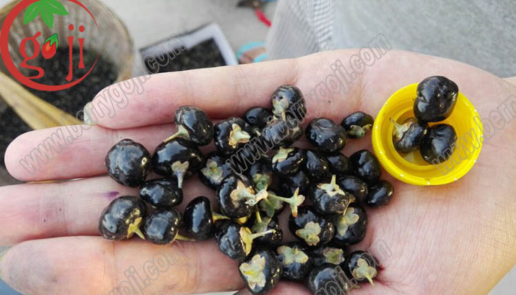 Organic Black Goji Berry Fruit