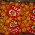 Good Quality of Fresh Sweet Baby Mandarin