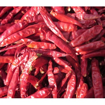 Hochwertige getrocknete Red Hot Chilli