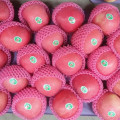 2016 Nuevas Frutas Frescas Red FUJI Apple