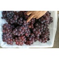 Fresh Red Grape in Yunnan