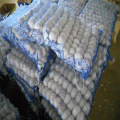 New Crop Best Price for Garlic Factory Price