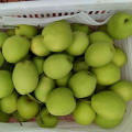 Supplying New Crop Shandong Pear