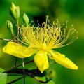 High Quality Forsythia Fructus St John's Wort Extract