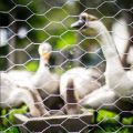 Hexagonal Chicken Wire Mesh