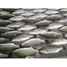 Frozen Barramundi (Lates calcarifer)