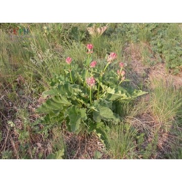 Rhubarb Extract