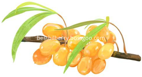 sea buckthorn