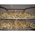 Air dried Ginger from Weifang