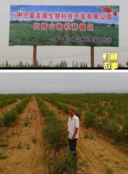 Zhongning Jiding Goji berry Planting farm