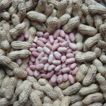 Luhua Blanched / Peanut Kernels Suppplier