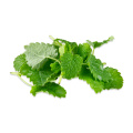 pure natural lemon balm extract powder