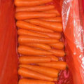 New Harvest Good Quality of Fresh Carrot