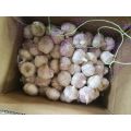 FRESH PURE WHITE GARLIC