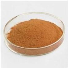 Tee Polyphenol reduzieren Blutdruck Tee Polyphenol