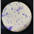 Freeze-dried Probiotic OEM Lactobacillus Bulgaricus