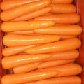 Nueva cosecha Buena calidad de zanahoria fresca (80-150 g)