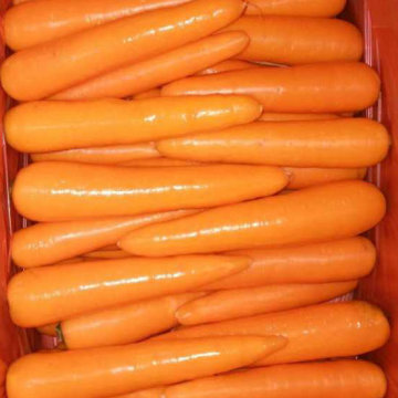 Nouvelle récolte Bonne qualité de carottes fraîches (80-150g)