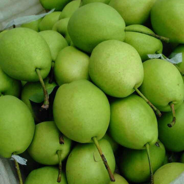 Cor Verde da Nova Colheita de Shandong Pear