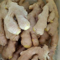 Top Quality of Fresh Air Dry Ginger for Europ