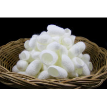 High Quality Beauty Silk Cocoons Natural Mulberry Silk Cocoons Ball