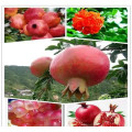 Granatum Punica Granatum Extrait Punica Granatum