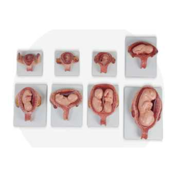 Модель процесса эмбрионального роста
