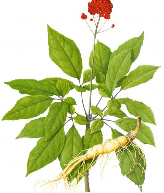 Ginseng