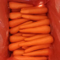 2016 New Crop Fresh Carrot (S grade and M grade)