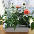 Innen in Smart Mini Garden Hydroponic Blume