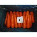 10KG Karton Verpackung frischen Karotten zu verkaufen