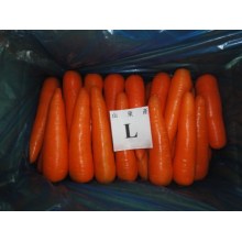 10KG Carton Packing Fresh Carrot for Sale