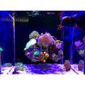 Dimmable LED-Licht mit Schalter Aquariumkoralle