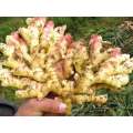 Hot Selling Fresh Vegetable Laiwu Fresh Ginger