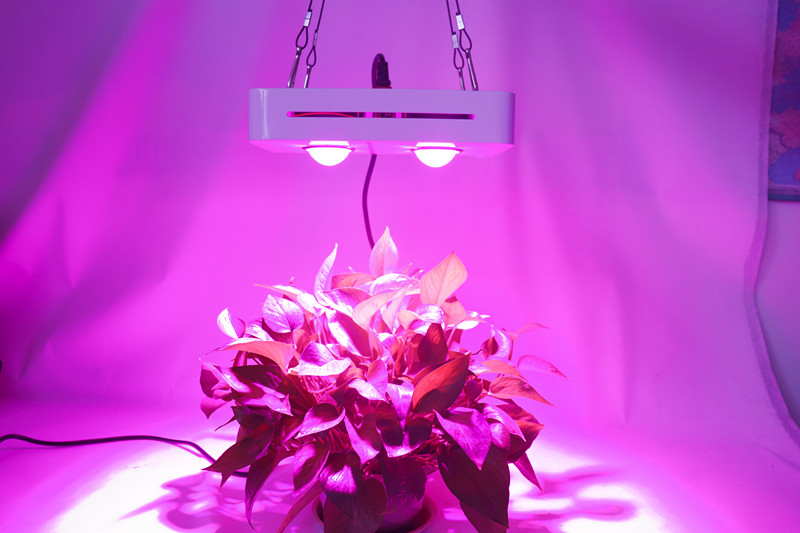 cob grow light canada